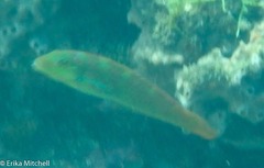 Halichoeres radiatus