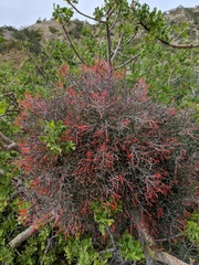 Psittacanthus sonorae