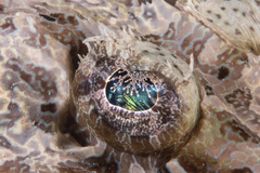 Cymbacephalus beauforti