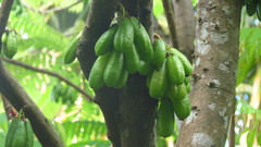 Averrhoa bilimbi