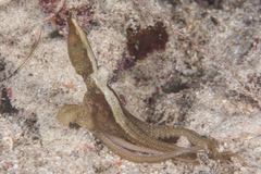 Abdopus aculeatus image