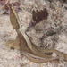 Abdopus aculeatus - Photo 由 Mark Rosenstein 所上傳的 (c) Mark Rosenstein，保留部份權利CC BY-NC