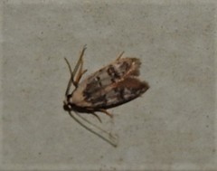Scatochresis innumera