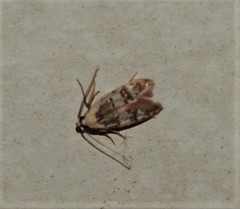 Scatochresis innumera
