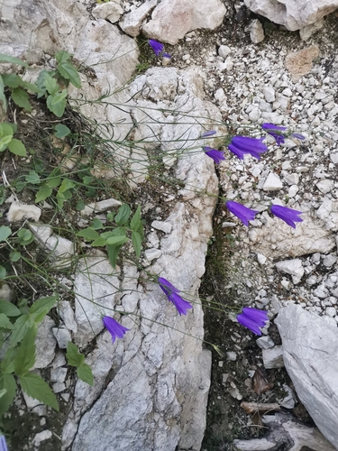 Image of Campanula carnica by (c) Ljaž, some rights reserved (CC BY)