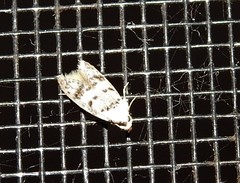 Scatochresis innumera