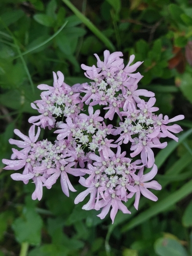 Heracleum austriacum, photograph 6