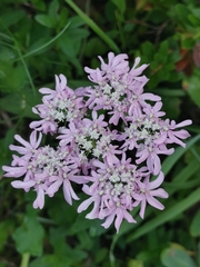 Heracleum austriacum, photograph (c) Ljaž, some rights reserved (CC BY)