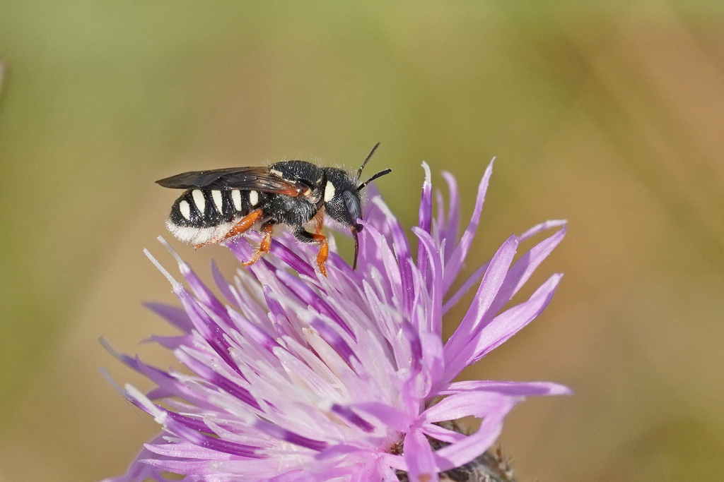 Delicate Small-Woolcarder
