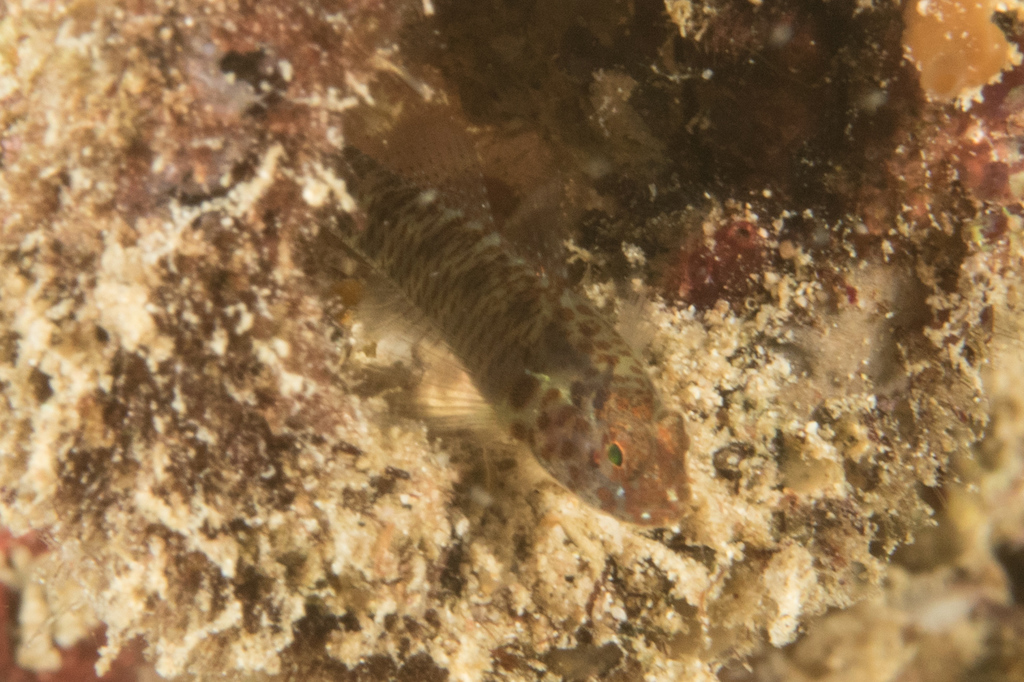 Clouded pygmygoby (Eviota nebulosa) — Gobiidae