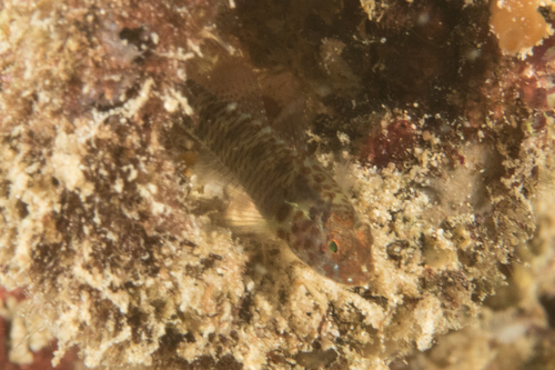 Clouded pygmygoby (Eviota nebulosa) — Gobiidae