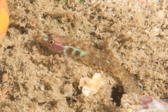 Eviota pictifacies