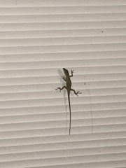 Anolis carolinensis