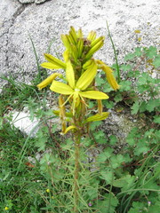Asphodeline lutea