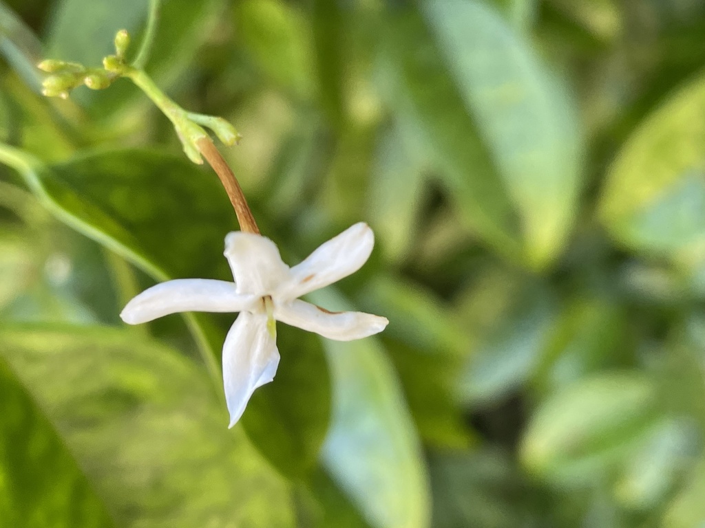 Jasminum lanceolarium