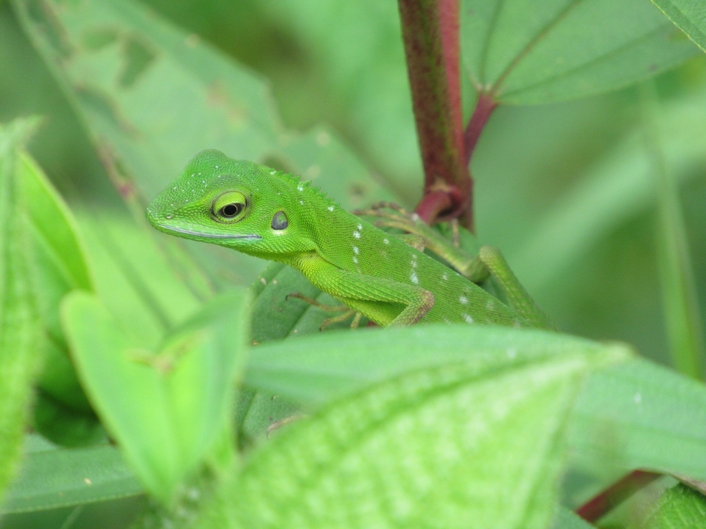 Southeast Asian Green Forest Lizards from Sampe Raya, Bohorok, Langkat ...