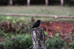 Knipolegus cyanirostris