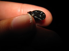 Image of Pseudosuccinea columella
