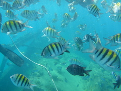 Abudefduf saxatilis