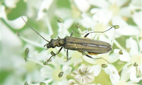Oedemera lurida nuotrauka