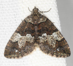 Hydriomena albifasciata
