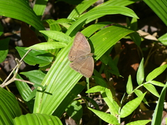 Cissia similis