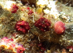 Homotrema rubrum