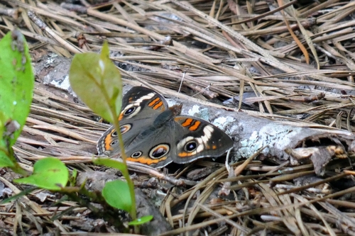 Palmetto Trail: Fort Jackson Passage