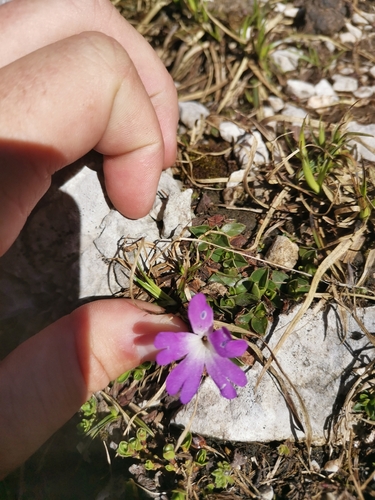 Primula wulfeniana, photograph 3