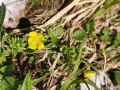 Potentilla brauneana, photograph (c) Ljaž, some rights reserved (CC BY)