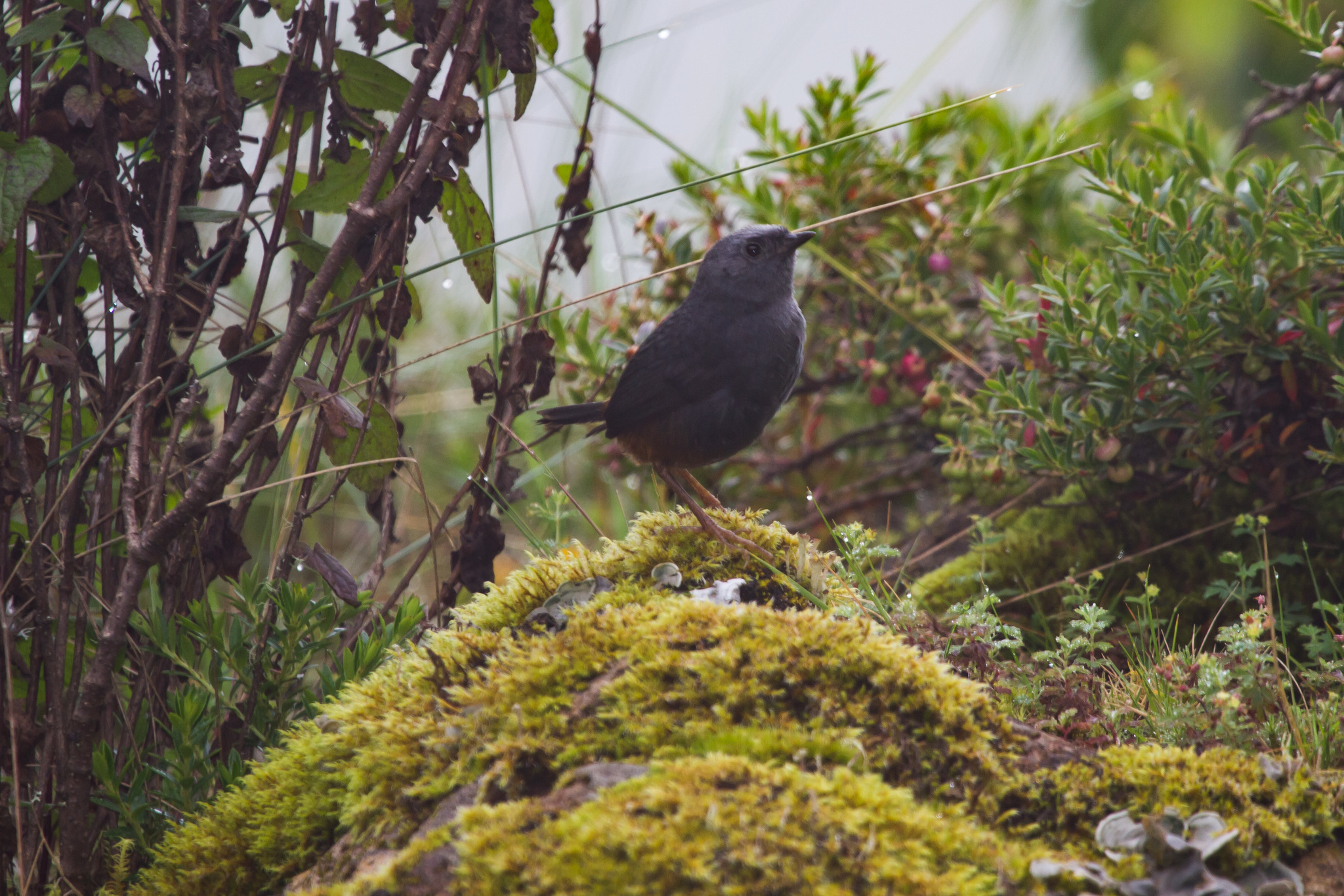Vilcabamba Tapaculo illustration