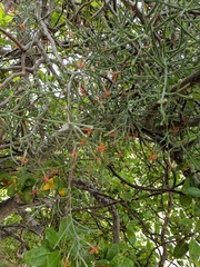 Psittacanthus sonorae