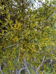 Phoradendron brachystachyum