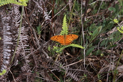 Dione vanillae maculosa