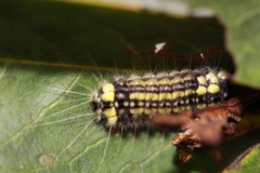 Zygaenoidea
