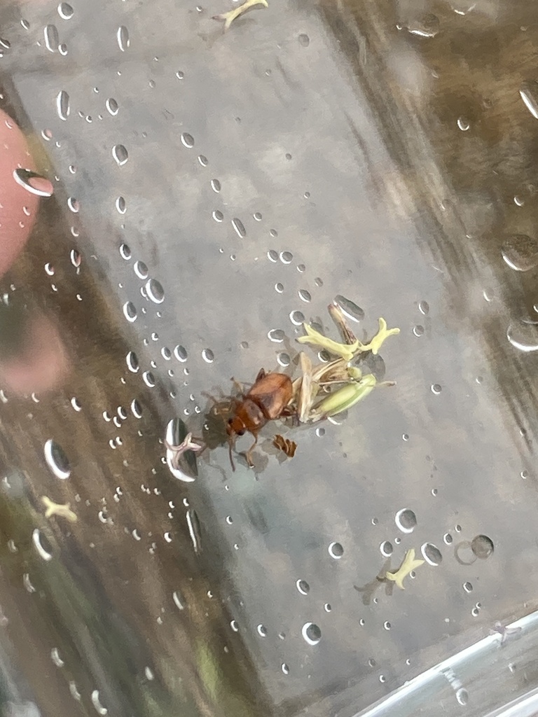 Neocrepidodera from Caughall Road, Chester, England, GB on July 15