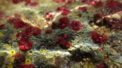 Homotrema rubrum