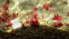 Homotrema rubrum
