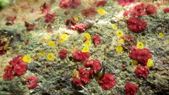 Homotrema rubrum