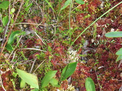 Drosera rotundifolia image