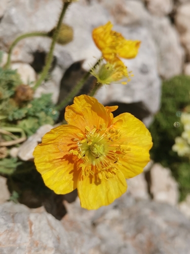Dwarf poppy (Oreomecon alpina)