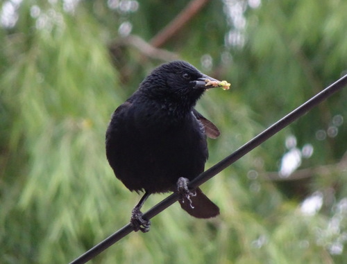Austral Blackbird (Curaeus curaeus), photo 4