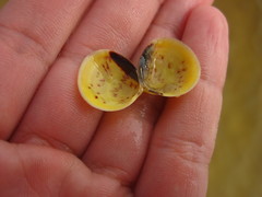 Laevicardium mortoni