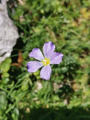 Image of Linum julicum by (c) Ljaž, some rights reserved (CC BY)