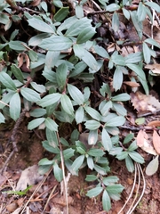 Ceanothus prostratus prostratus