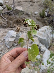 Abutilon californicum