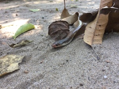 Phimophis guianensis