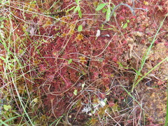 Drosera rotundifolia image