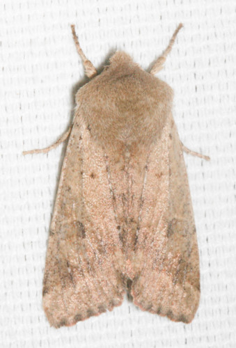 Pacific Quaker photo 3