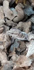 Sphaerodactylus ruibali